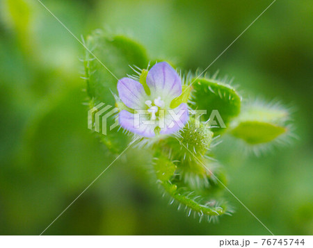 フラサバソウの花（ツタバイヌノフグリ） 76745744