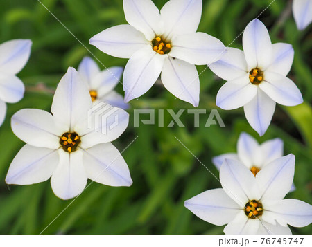 ハナニラの花(イフェイオン) ハナニラの花(イフェイオン) 76745747