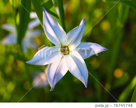 ハナニラの花(イフェイオン) ハナニラの花(イフェイオン) 76745748