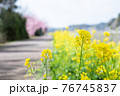 佐々川の菜の花 76745837