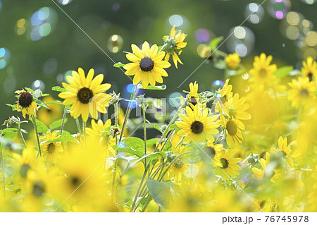 ひまわり 76745978