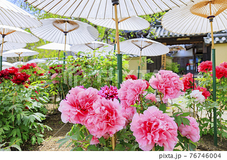 ぼたん満開の関西花の寺 當麻寺西南院 ぼたん満開の関西花の寺 當麻寺西南院 76746004