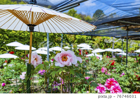 ぼたん満開の関西花の寺　當麻寺西南院 76746031