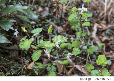 キイチゴ/花が咲く二ガイチゴの枝 キイチゴ/花が咲く二ガイチゴの枝 76746151