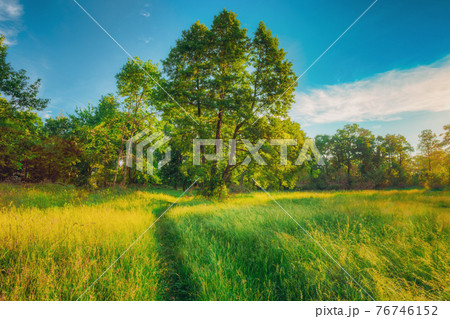 Summer Sunny Forest Trees, Green Grass, Lane, Path, Pathway. Nature Wood Sunlight. Summer Sunny Forest Trees, Green Grass, Lane, Path, Pathway. Nature Wood Sunlight. 76746152