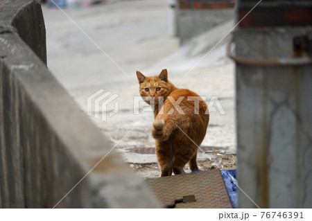 猫 動物 振り返っ表示 76746391
