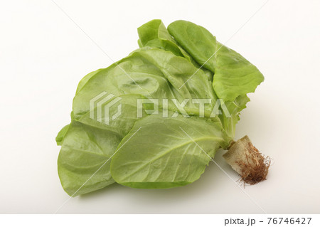 サラダ菜 サラダ菜 76746427