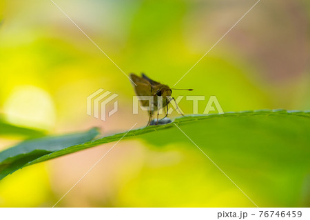 素早く飛んで様々な花の蜜を吸う小型のセセリチョウ ヒメキマダラセセリ 素早く飛んで様々な花の蜜を吸う小型のセセリチョウ ヒメキマダラセセリ 76746459