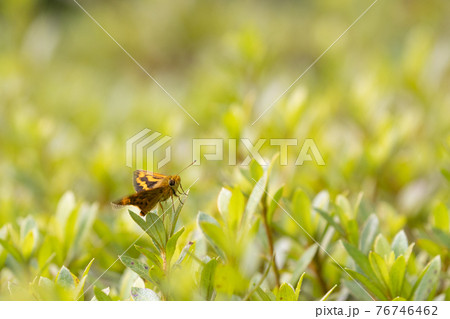 素早く飛んで様々な花の蜜を吸う小型のセセリチョウ　ヒメキマダラセセリ 76746462