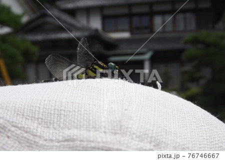 帽子に止まったオナガサナエ 76746667