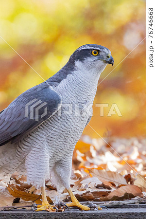 食物連鎖の頂点に位置する里山の猛禽類　鷹の代名詞オオタカ 76746668