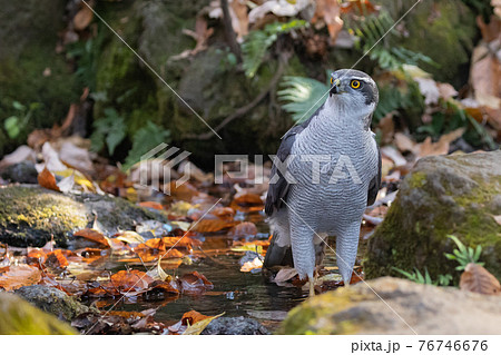食物連鎖の頂点に位置する里山の猛禽類　鷹の代名詞オオタカ 76746676