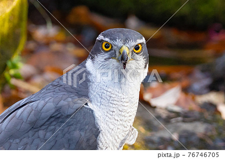 食物連鎖の頂点に位置する里山の猛禽類 鷹の代名詞オオタカの写真素材