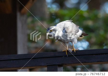 食物連鎖の頂点に位置する里山の猛禽類　鷹の代名詞オオタカ 76746712