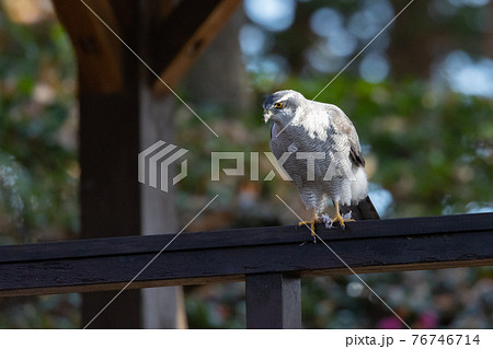 食物連鎖の頂点に位置する里山の猛禽類　鷹の代名詞オオタカ 76746714