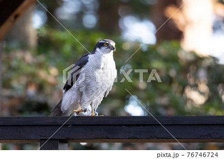 食物連鎖の頂点に位置する里山の猛禽類　鷹の代名詞オオタカ 76746724