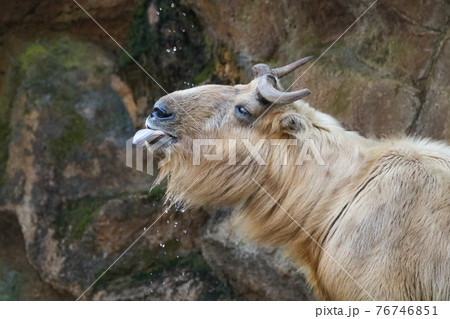 【多摩動物公園】ゴールデンターキン 76746851