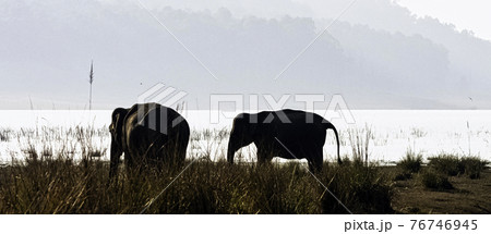 Indian elephants with Ramganga Reservoir in background - Jim Corbett National Park, India 76746945