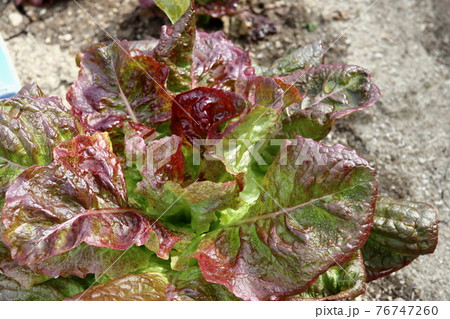 屋外の日光を浴びた水やりした日本のサニーレタス 76747260