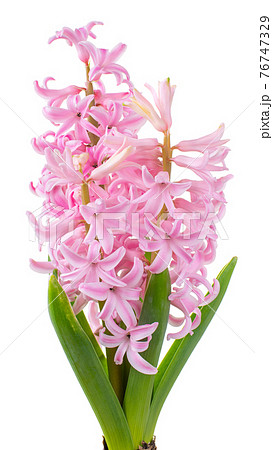 Flower hyacinth pink color isolated Flower hyacinth pink color isolated 76747329