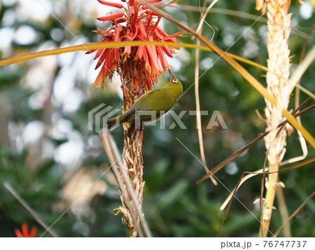 アロエの花の蜜を吸うメジロ 76747737