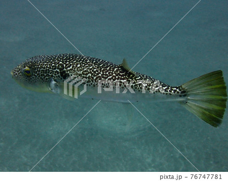 伊戸の海のショウサイフグ 76747781