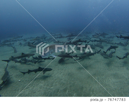 伊戸の海のドチザメ達 76747783