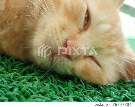 ネコの寝顔 76747784