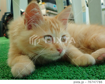 伊戸の港の子猫 76747786