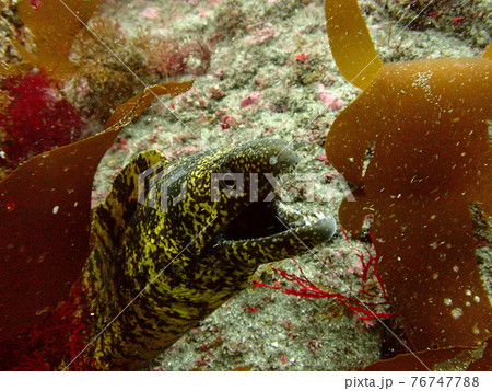 伊戸の海のウツボ 76747788