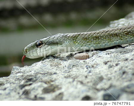 青葉城のアオダイショウ 76747791