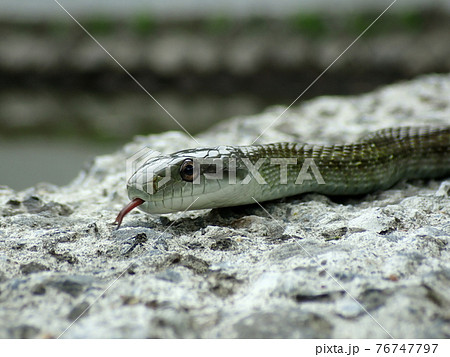 青葉城のアオダイショウ 76747797