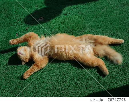 伊戸の漁港の子猫 76747798