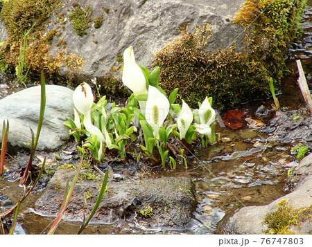松島の水芭蕉 76747803