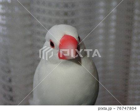 手乗りの白文鳥 76747804