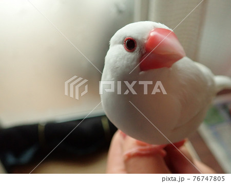 手乗りの白文鳥 76747805