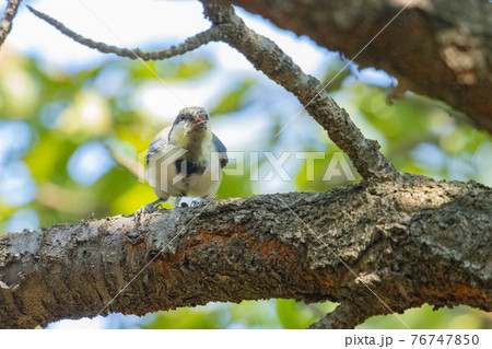 胸のネクタイが可愛らしい身近な野鳥 シジュウカラ 76747850
