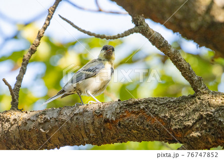 胸のネクタイが可愛らしい身近な野鳥 シジュウカラ 76747852