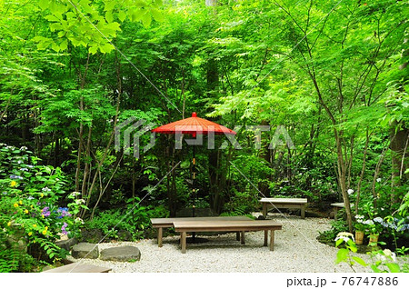 鎌倉市 一条恵観山荘庭園散策路の新緑と紫陽花 鎌倉市 一条恵観山荘庭園散策路の新緑と紫陽花 76747886