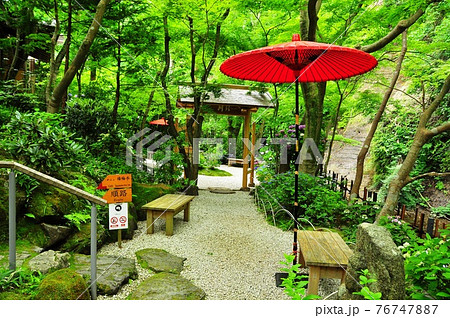 鎌倉市　一条恵観山荘庭園散策路の新緑と紫陽花 76747887