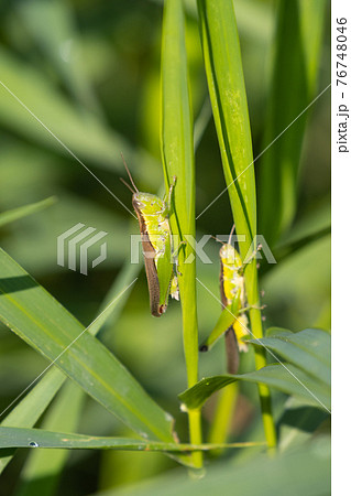 イネ科植物が大好きな農業害虫コバネイナゴ イネ科植物が大好きな農業害虫コバネイナゴ 76748046