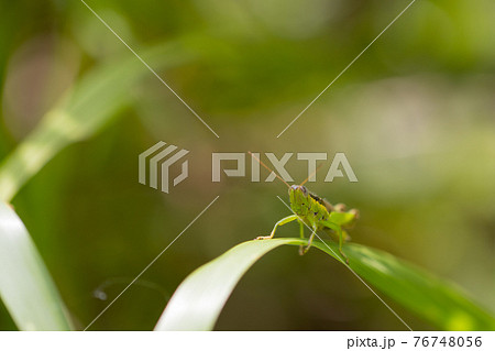 イネ科植物が大好きな農業害虫コバネイナゴ イネ科植物が大好きな農業害虫コバネイナゴ 76748056