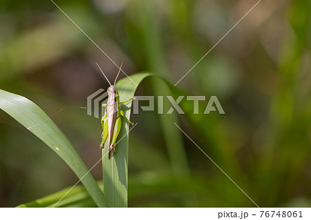イネ科植物が大好きな農業害虫コバネイナゴ 76748061