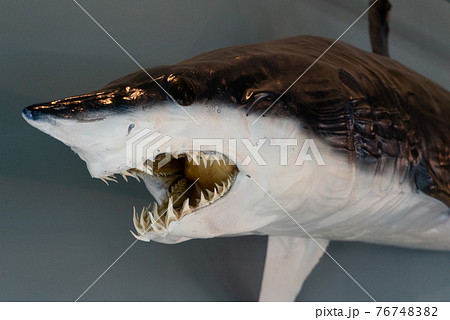 サメの剥製の写真素材 [76748382] - PIXTA