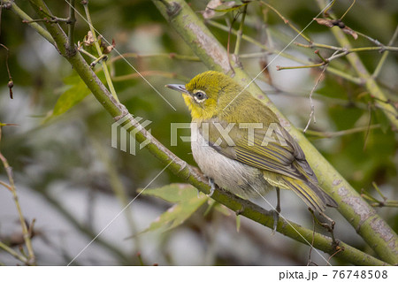 ウグイスと間違われる緑色の体と白い眼鏡が特徴の鳥メジロの写真素材