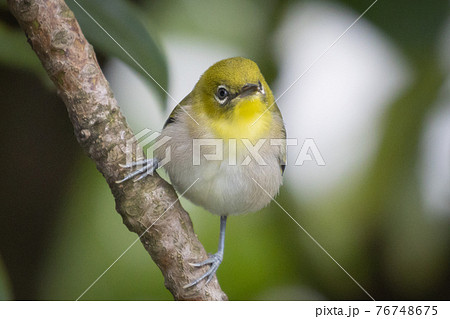 ウグイスと間違われる緑色の体と白い眼鏡が特徴の鳥メジロの写真素材