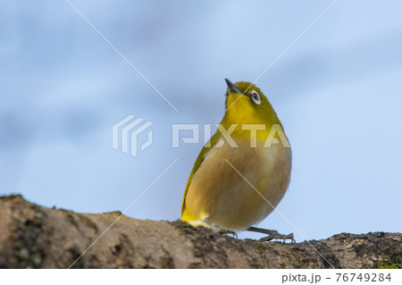ウグイスと間違われる緑色の体と白い眼鏡が特徴の鳥メジロ 76749284
