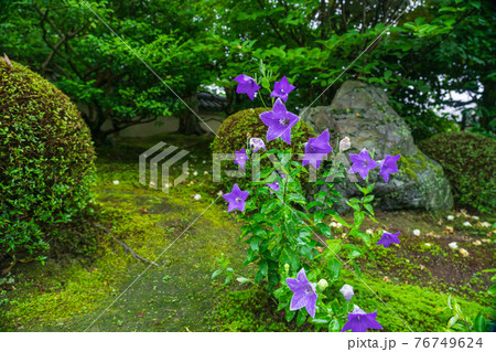 京都市東山区東福寺塔頭天徳院で撮影した桔梗 京都市東山区東福寺塔頭天徳院で撮影した桔梗 76749624