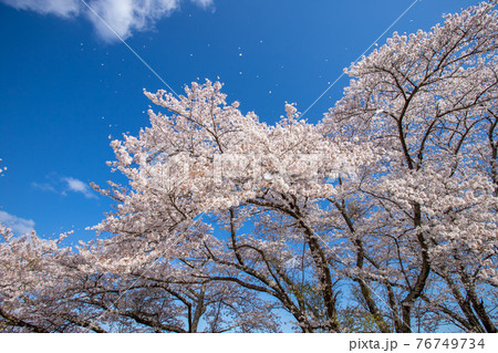 福島県　三春町の桜風景 76749734