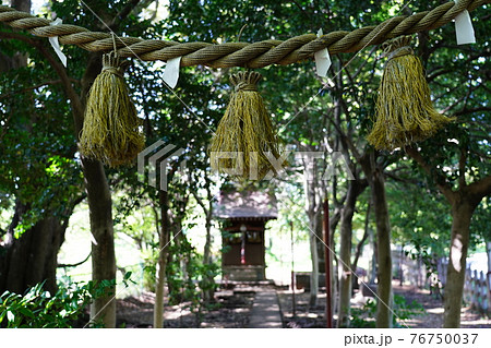 大山祇神社(山の神神社)しめ縄 大山祇神社(山の神神社)しめ縄 76750037